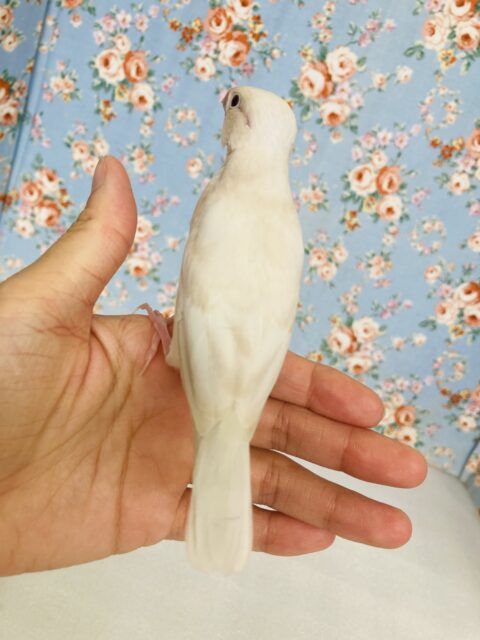 シルバーイノ文鳥