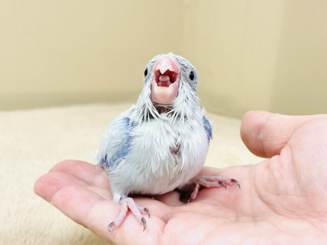 マメルリハ