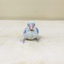 ミニミニ🩵マメたんやってきたよ！マメルリハ（ヒナ）