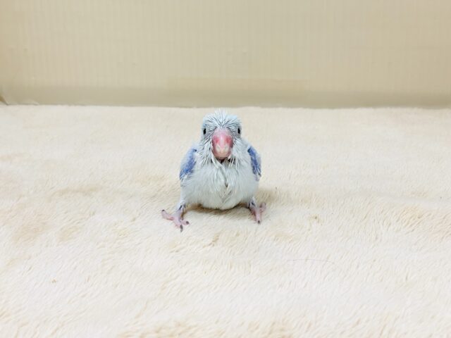 ミニミニ🩵マメたんやってきたよ！マメルリハ（ヒナ）