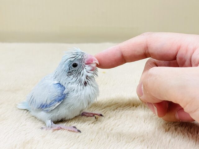 マメルリハ
