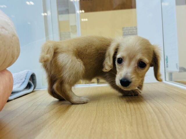 ミニチュアダックス