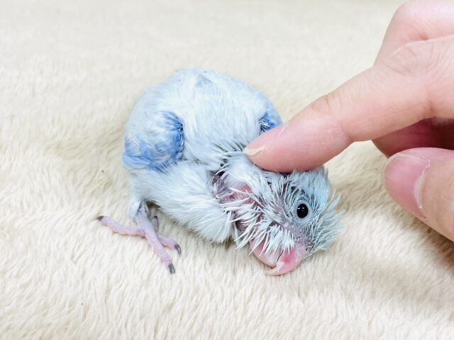 マメルリハ