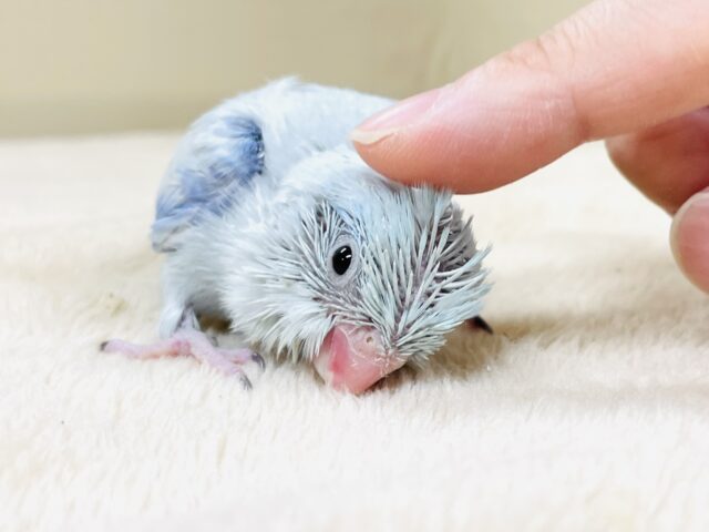 マメルリハ