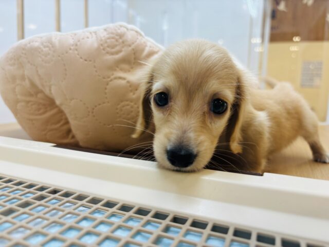 ミニチュアダックス