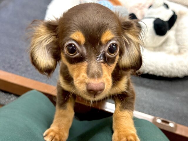 チワックス