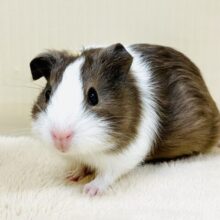 手のひらすっぽり🩷イングリッシュモルモット（女の子）