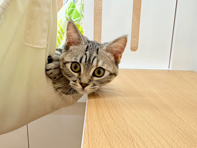 マンチカン