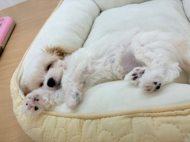ミックス犬（ハーフ犬）