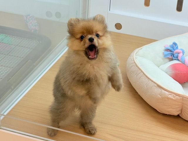 ポメラニアン