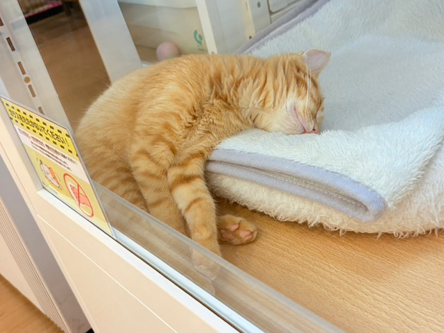 マンチカン