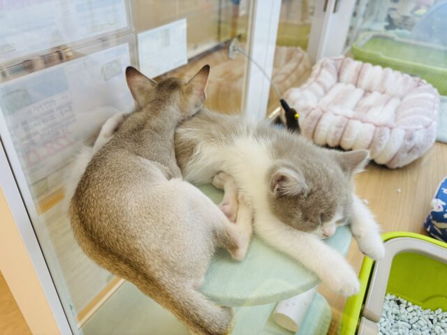 シンガプーラ