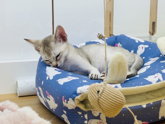 シンガプーラ