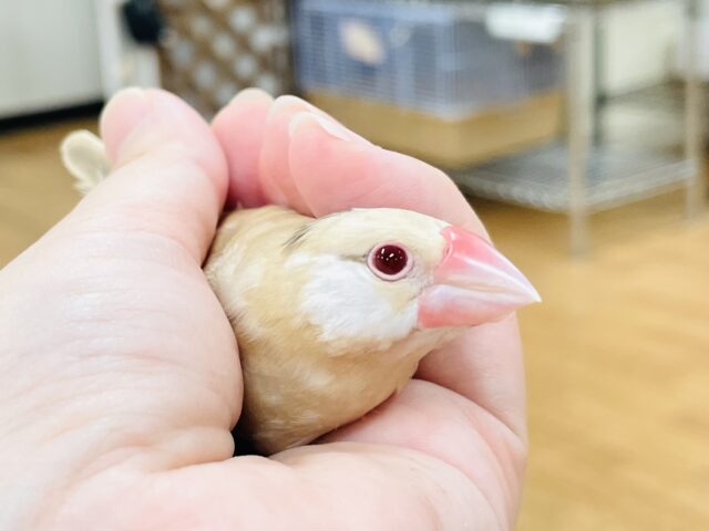 シナモン文鳥