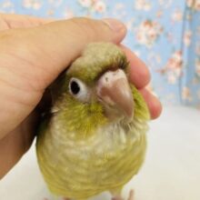 ウブウブ❤︎*ˊᵕˋ ピュアバ−ド🕊️✨手乗りウロコインコさん(シナモン)💚💛