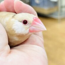仲良くしてね🤎シナモン文鳥さん