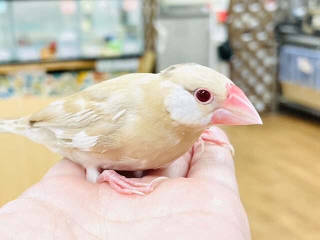 シナモン文鳥