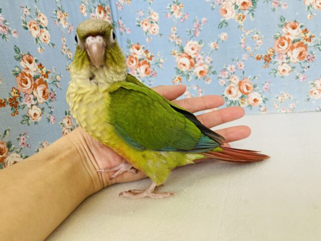 ホオミドリウロコインコ