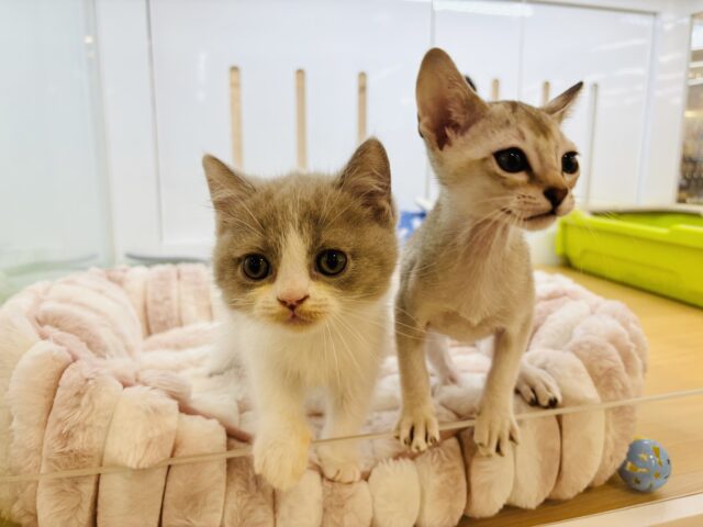 シンガプーラ