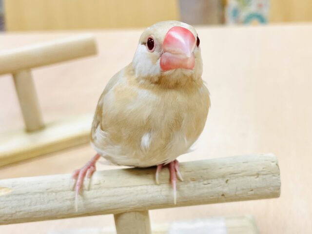 シナモン文鳥