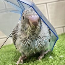 海風運ぶ🪼🌊⋆*ｼﾏｼﾏぴゅるる〜ん🌀⟡.*セキセイインコ(ノーマル/2025年5月生まれ)