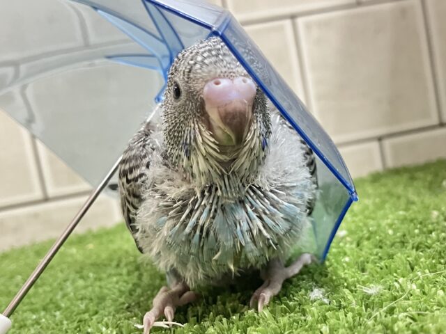 海風運ぶ🪼🌊⋆*ｼﾏｼﾏぴゅるる〜ん🌀⟡.*セキセイインコ(ノーマル/2025年5月生まれ)