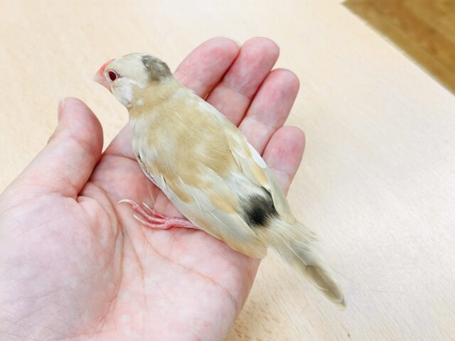 シナモン文鳥