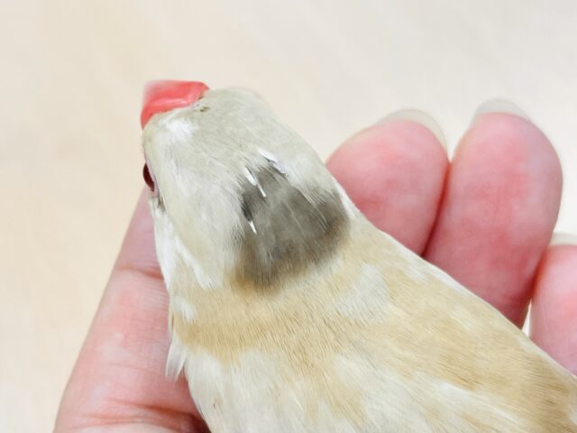 シナモン文鳥
