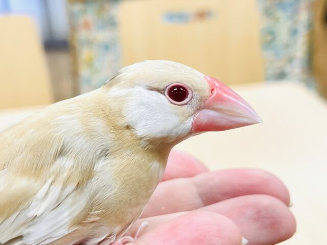 シナモン文鳥