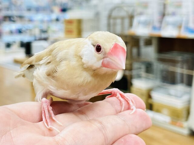 シナモン文鳥