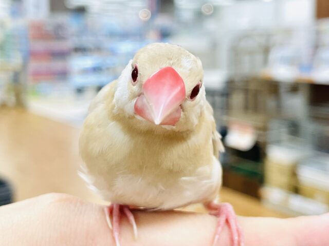 シナモン文鳥