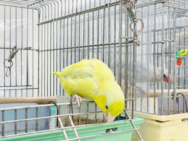 マメルリハ