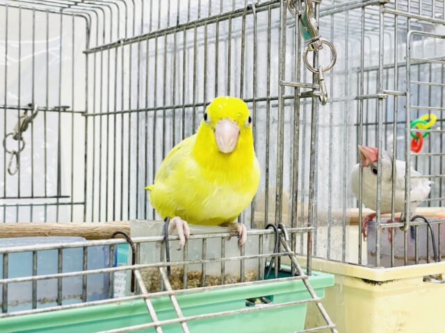 マメルリハ