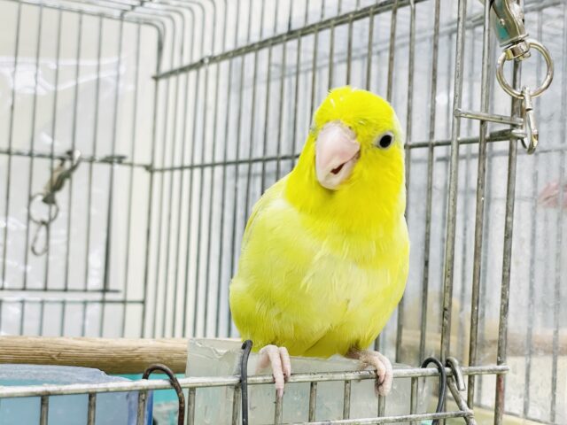 マメルリハ
