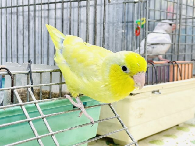 マメルリハ