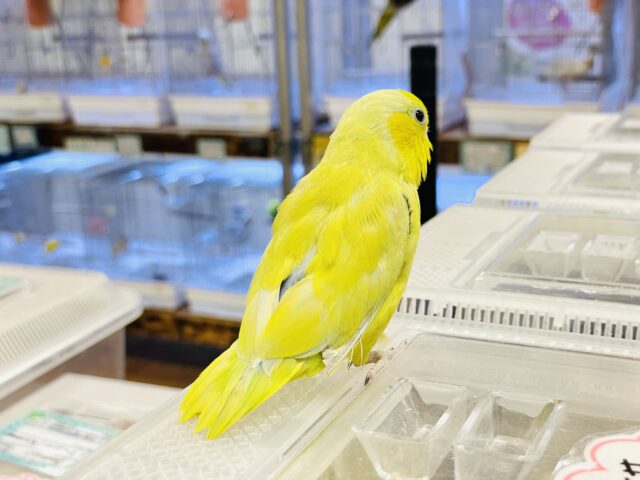 マメルリハ