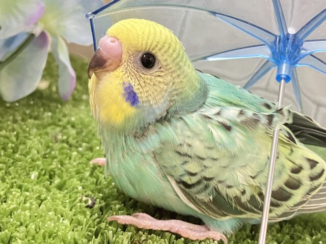 ミントも開花？！🌱⟡.*てってけ𝕤𝕡𝕒𝕣𝕜𝕝𝕚𝕟𝕘❕🌟セキセイインコ(パステルレインボーオパーリン/2025年5月生まれ)