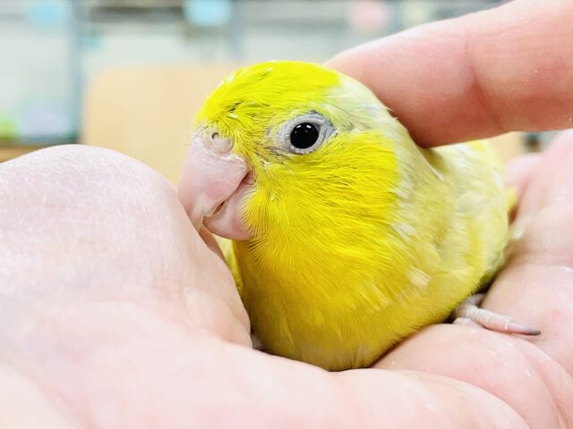 マメルリハ