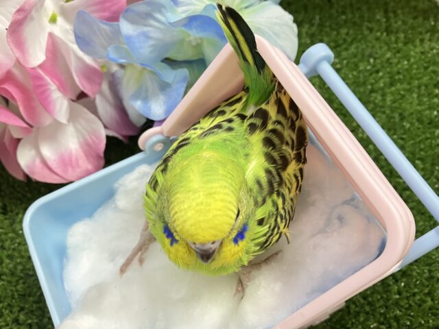 セキセイインコ