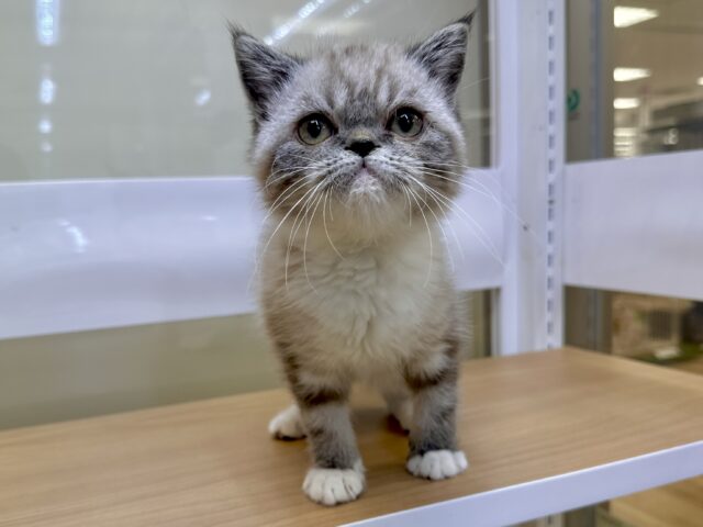 エキゾチック