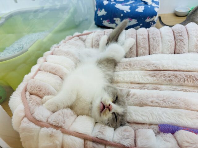 ブリティッシュショートヘア