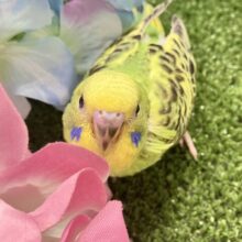 ﾓｼﾓｼ💭‪💚森の中の小さな笹やき‪🎋⟡.*‬セキセイインコ(グリーンオパーリン/2025年5月生まれ)