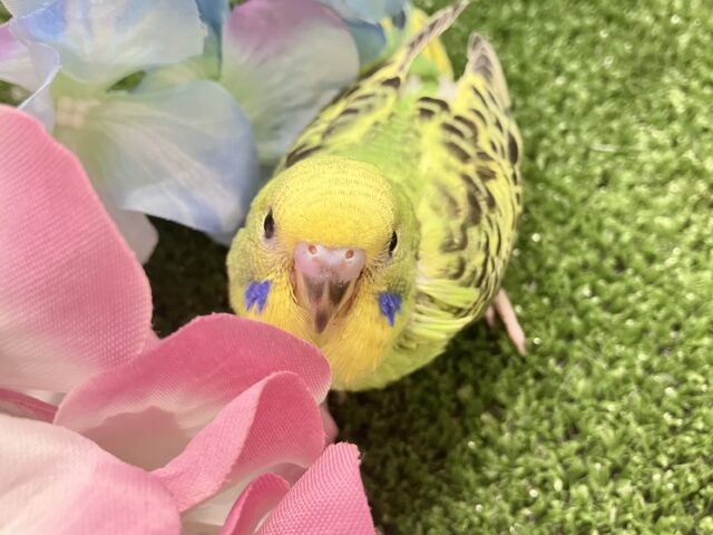ﾓｼﾓｼ💭‪💚森の中の小さな笹やき‪🎋⟡.*‬セキセイインコ(グリーンオパーリン/2025年5月生まれ)