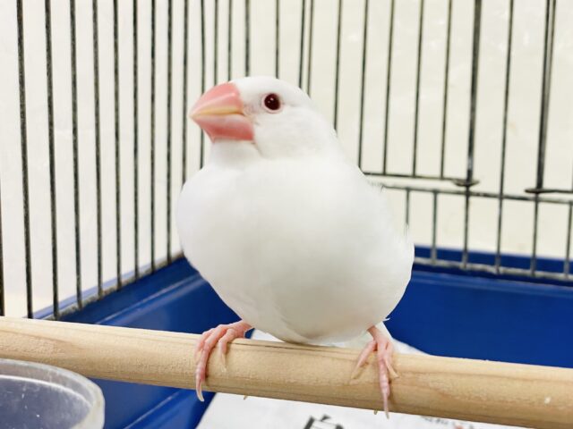 アルビノ文鳥
