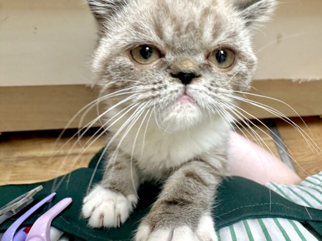 エキゾチック