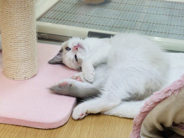 ラグドール