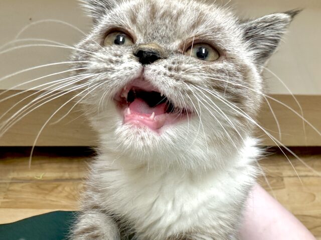 エキゾチック