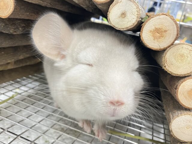 説明画像です
