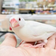 【最新画像】真っ白な体と赤いお目目🤍🍓(アルビノ文鳥)(ヒナ)