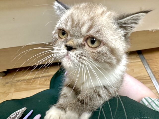 エキゾチック